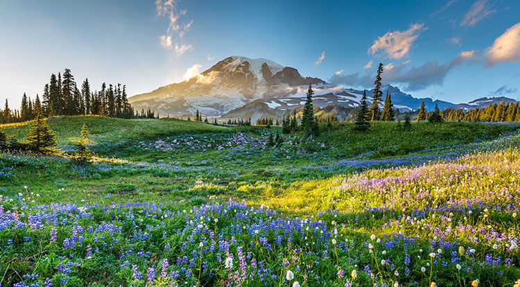 Bildergebnis für Spring in Washington State