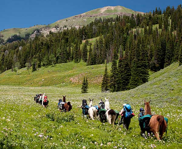 Jackson Hole Llama Treks