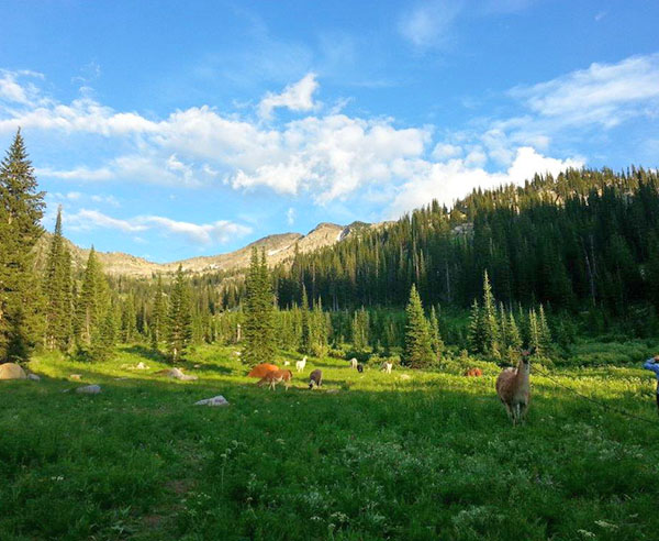 Tetons Llama Treks
