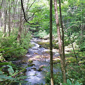 PICTURE-DESCRIPTION
