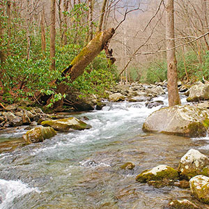 PICTURE-DESCRIPTION