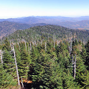 PICTURE-DESCRIPTION