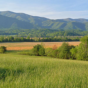 PICTURE-DESCRIPTION