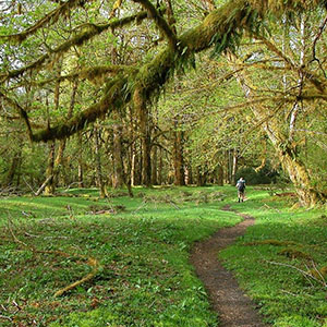 Hiker in Olympic National Park