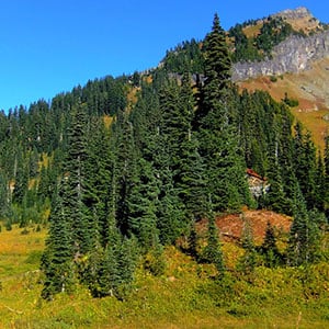 Mountain Views in Olympic National Park