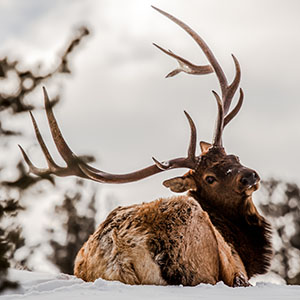 Rocky Mountain Elk
