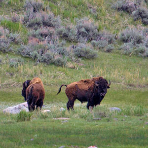 Bison in Yellowstone