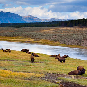 Bison in Meadow