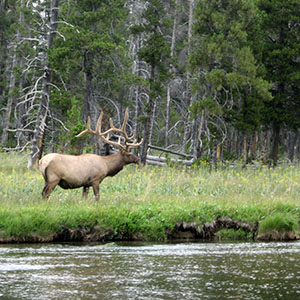 Elk in Yellowstone