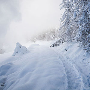 Yellowstone snowshoe track