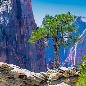 Zion National Park views